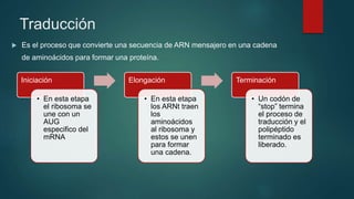 Traducción
 Es el proceso que convierte una secuencia de ARN mensajero en una cadena
de aminoácidos para formar una proteína.
Iniciación
• En esta etapa
el ribosoma se
une con un
AUG
especifico del
mRNA
Elongación
• En esta etapa
los ARNt traen
los
aminoácidos
al ribosoma y
estos se unen
para formar
una cadena.
Terminación
• Un codón de
“stop” termina
el proceso de
traducción y el
polipéptido
terminado es
liberado.
 