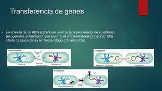 Transferencia de genes
 La entrada de un ADN extraño en una bacteria procedente de su entorno
(exogenote), entendiendo por entorno el ambiente(transformación), otra
célula (conjugación) y un bacteriófago (transducción).
 