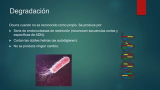 Ocurre cuando no es reconocido como propio. Se produce por:
 Serie de endonucleasas de restricción (reconocen secuencias cortas y
específicas de ADN).
 Cortan las dobles hebras (se autodigieren).
 No se produce ningún cambio.
Degradación
 
