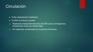 Circulación
 Evitar degradación (metilazas)
 El ADN se retícula y puede:
a) Replicarse independientemente del ADN propio (endogenote),
heredándolo todas las células hijas.
b) No replicarse, perdiéndose en sucesivas divisiones.
 
