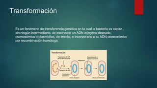 Transformación
Es un fenómeno de transferencia genética en la cual la bacteria es capaz ,
sin ningún intermediario, de incorporar un ADN exógeno desnudo,
cromosómico o plasmidíco, del medio, e incorporarlo a su ADN cromosómico
por recombinación homóloga.
 
