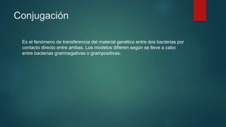 Conjugación
Es el fenómeno de transferencia del material genético entre dos bacterias por
contacto directo entre ambas. Los modelos difieren según se lleve a cabo
entre bacterias gramnegativas o grampositivas.
 