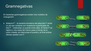 Gramnegativas
En bacterias gramnegativas existen tres modelos de
conjugación:
 Sistema F+ : la bacteria donadora del plásmido F emite
un pili que contacta con receptores superficiales de
otra F- , creándose un puente entre ellas. El factor F se
replica y una copia del mismo pasa a través de la
unión creada, se interrumpe el puente y al final ambas
células quedan con F+
 