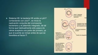  Sistema Hfr: la bacteria Hfr emite un pili F
contactando con una F-, se inicia la
replicación conjunta del cromosoma
bacteriano y el plásmido integrado, de tal
forma que habitualmente sólo pasa a la
célula aceptora una parte del primero, ya
que el puente se rompe antes de que se
transfiera el factor F.
 