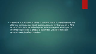  Sistema F’ o F ducción: la célula F’ contacta con la F-, transfiriéndole ese
plásmido particular, que podrá quedar autónomo o integrarse en el ADN
cromosómico de la bacteria aceptora, esta ultima portara tres tipos de
información genética: la propia, la plasmídica y la procedente del
cromosoma de la célula donadora.
 