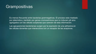 Grampositivas
Es menos frecuente entre bacterias gramnegativas. El proceso esta mediado
por plásmidos y también por genes cromosómicos que no inducen pili sino
agregados con las células aceptoras que carecen de esta información.
Las agrupaciones bacterianas surgen por la expresión de una adhesina en
las células donantes que interacciona con un receptor de las aceptoras.
 