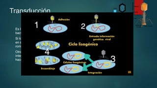 Transducción
Es la transferencia de ADN inducida por fagos, bacteriófagos o virus
bacterianos.
Si los fagos son virulentos se apoderan de la maquinaria enzimática celular
en su propio beneficio: se sintetizan partículas fáticas que salen al exterior
rompiendo la célula (ciclo lítico).
Otras veces los fagos son atenuados y su ADN, denominado profago, se
integra en el genoma celular no produciendo lisis (ciclo lisogénico) o no lo
hace perdiéndose en sucesivas divisiones (profago abortivo)
 