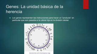 Genes: La unidad básica de la
herencia
 Los genes representan las instrucciones para hacer un “producto” en
particular que son pasados a la célula hija en la división celular.
 