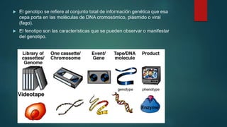  El genotipo se refiere al conjunto total de información genética que esa
cepa porta en las moléculas de DNA cromosómico, plásmido o viral
(fago).
 El fenotipo son las características que se pueden observar o manifestar
del genotipo.
 