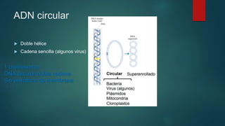 ADN circular
 Doble hélice
 Cadena sencilla (algunos virus)
1 cromosoma
DNA circular doble cadena
Sin envoltura de membrana
 
