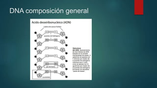 DNA composición general
 