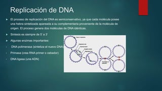 Replicación de DNA
 El proceso de replicación del DNA es semiconservativo, ya que cada molécula posee
una hebra sintetizada apareada a su complementaria proveniente de la molécula de
origen. El proceso genera dos moléculas de DNA idénticas.
 Sintesis es siempre de 5’ a 3’
 Algunas enzimas importantes:
• DNA polimerasa (sintetiza el nuevo DNA)
• Primasa (crea RNA primer o cebador)
• DNA ligasa (une ADN)
 
