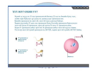 лекц 7 1 үржихүйн эрхтэн тогтолцоо