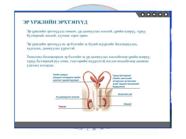 лекц 7 1 үржихүйн эрхтэн тогтолцоо | PPT