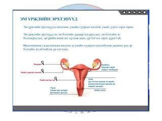 лекц 7 1 үржихүйн эрхтэн тогтолцоо