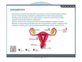 лекц 7 1 үржихүйн эрхтэн тогтолцоо