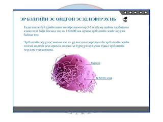 лекц 7 1 үржихүйн эрхтэн тогтолцоо