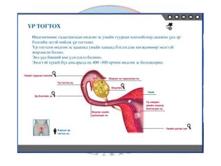 лекц 7 1 үржихүйн эрхтэн тогтолцоо