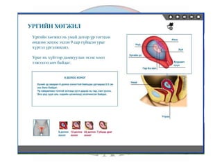 лекц 7 1 үржихүйн эрхтэн тогтолцоо