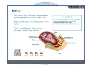 лекц 7 1 үржихүйн эрхтэн тогтолцоо
