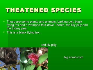 THEATENED SPECIESTHEATENED SPECIES
 These are some plants and animals, barking owl, blackThese are some plants and animals, barking owl, black
flying fox and a wompoo fruit-dove. Plants, red lilly pilly andflying fox and a wompoo fruit-dove. Plants, red lilly pilly and
the thorny pea.the thorny pea.
 This is a black flying fox.This is a black flying fox.
red lily pilly.red lily pilly.
big scrub.combig scrub.com
 