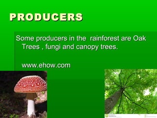 PRODUCERSPRODUCERS
Some producers in the rainforest are OakSome producers in the rainforest are Oak
Trees , fungi and canopy trees.Trees , fungi and canopy trees.
www.ehow.comwww.ehow.com
 