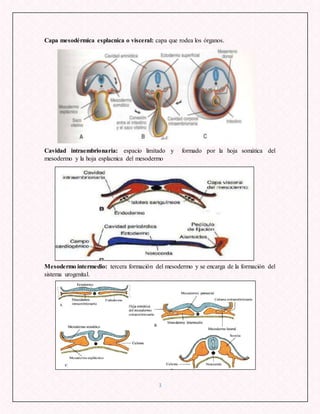 Fl 09 org mesodermo-bastidas-andrade-mn | DOCX