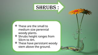 Shrubs and climbers brief presentation with examples.pptx