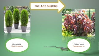 FOLIAGE SHRUBS
Morpankhi
Thuja orientalis
Copper plant
Eranthemum sp.
 