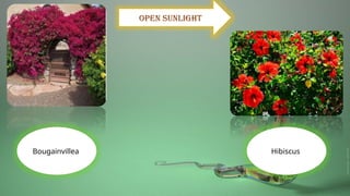 Open sunlight
Hibiscus
Bougainvillea
 