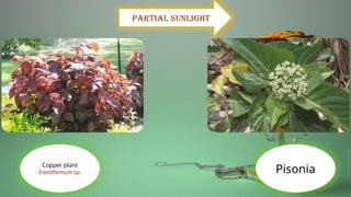 Pisonia
Copper plant
Eranthemum sp.
Partial sunlight
 
