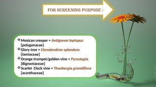 For screening purpose :
Mexican creeper = Antigonon leptopus
[polygonacae]
Glory tree = Clerodendron splendens
[lamiaceae]
Orange trumpet/golden vine = Pyrostagia
[Bignoniaceae]
Scarlet Clock vine = Thunbergia grandiflora
[acanthaceae]
 