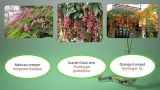 Mexican creeper
Antigonon leptopus
Scarlet Clock vine
Thunbergia
grandiflora
Orange trumpet
Pyrostagia sp.
 