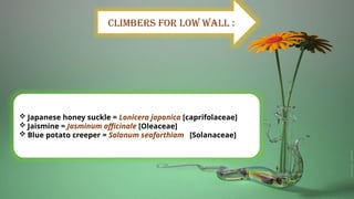Climbers for low wall :
 Japanese honey suckle = Lonicera japonica [caprifolaceae]
 Jaismine = Jasminum officinale [Oleaceae]
 Blue potato creeper = Solanum seaforthiam [Solanaceae]
 