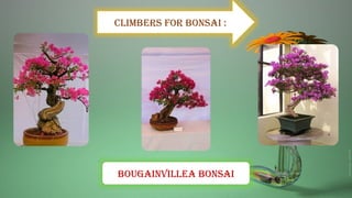 Climbers for bonsai :
Bougainvillea bonsai
 