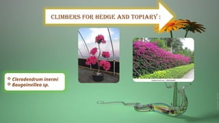 Climbers for hedge and topiary :
 Clerodendrum inermi
 Bougainvillea sp.
 