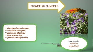 Flowering climbers :
 Clerodendron splendens
 Passiflora laurifolia
 Jasminum officinale
 Blue potato vine
 Japenese honey suckle
Blue potato
Solanum
seaforthiam
 