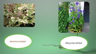 Iponema varigata
Glory tree climber
 