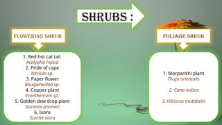 Shrubs :
Foliage shrub
Flowering shrub
1. Red hot cat tail
Acalypha hipsia
2. Pride of cape
Nerium sp.
3. Paper flower
Bougainvillea sp.
4. Copper plant
Eranthemum sp.
5. Golden dew drop plant
Duranta plumeri
6. Ixora
Scarlet ixora
1. Morpankhi plant
Thuja orientalis
2. Cana indica
3. Hibiscus mutabelis
 
