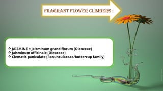 Fragrant flower climbers :
 JAISMINE = jaisminum grandiflorum [Oleaceae]
 Jaisminum officinale [Oleaceae]
 Clematis paniculate [Ranunculaceae/buttercup family]
 