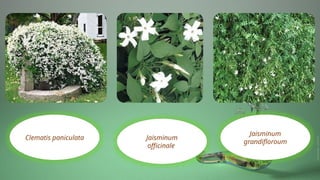 Clematis paniculata
Jaisminum
grandifloroum
Jaisminum
officinale
 