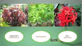 Copper plant
Eranthemum sp.
Duranta plumeri
Ixora
Scarlet ixora
 