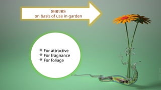  For attractive
 For fragnance
 For foliage
Shrubs
on basis of use in garden
 