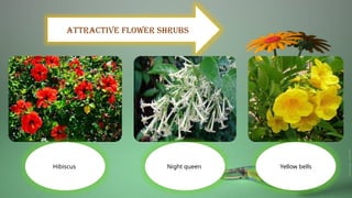 Attractive flower shrubs
Yellow bells
Night queen
Hibiscus
 