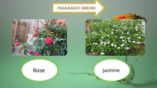 Rose Jasmine
Fragrance shrubs
 