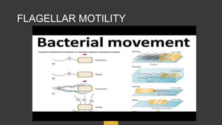 11
FLAGELLAR MOTILITY
 