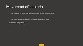 12
Movement of bacteria
• The rotation of flagellum is driven by the proton motive forces
• The rotor transports protons across the membrane, and
is turned in the process
 