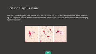 14
Leifson flagella stain:
For the Leifson flagella stain, tannic acid and the dye form a colloidal precipitate that when absorbed
by the flagellum causes it to increase in diameter and become colorized, thus amenable to viewing by
light microscopy
 