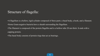 6
Structure of flagella:
•A flagellum is a hollow, rigid cylinder composed of three parts: a basal body, a hook, and a filament.
•Some Gram-negative bacteria have a sheath surrounding the flagellum.
•The filament is composed of the protein flagellin and is a hollow tube 20 nm thick. It ends with a
capping protein.
•The basal body consists of protein rings that act as bearings.
 