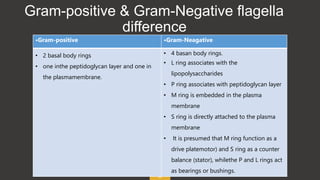 8
Gram-positive & Gram-Negative flagella
difference
•Gram-positive •Gram-Neagative
• 2 basal body rings
• one inthe peptidoglycan layer and one in
the plasmamembrane.
• 4 basan body rings.
• L ring associates with the
lipopolysaccharides
• P ring associates with peptidoglycan layer
• M ring is embedded in the plasma
membrane
• S ring is directly attached to the plasma
membrane
• It is presumed that M ring function as a
drive platemotor) and S ring as a counter
balance (stator), whilethe P and L rings act
as bearings or bushings.
 